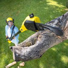 Professional Tree Care in Runge, TX