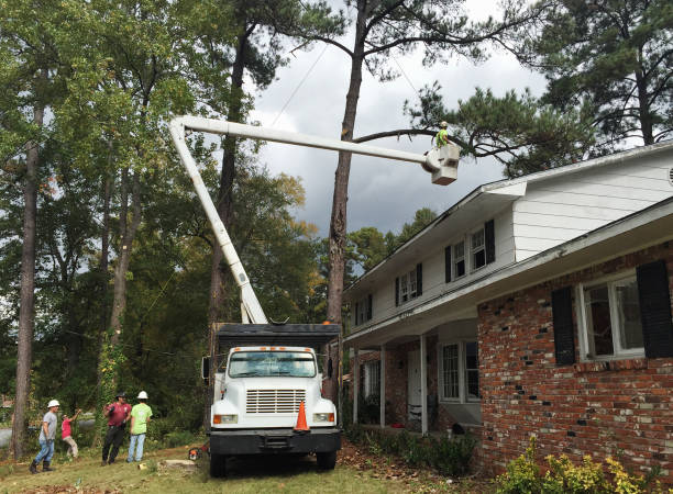 How Our Tree Care Process Works  in  Runge, TX
