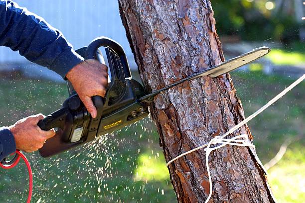 Best Tree Health Inspection  in Runge, TX