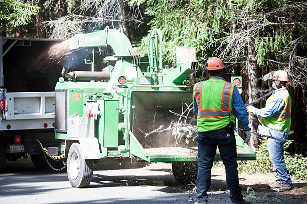 Best Stump Grinding and Removal  in Runge, TX
